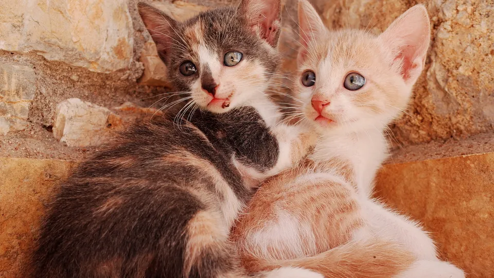 Фото: freepik.com