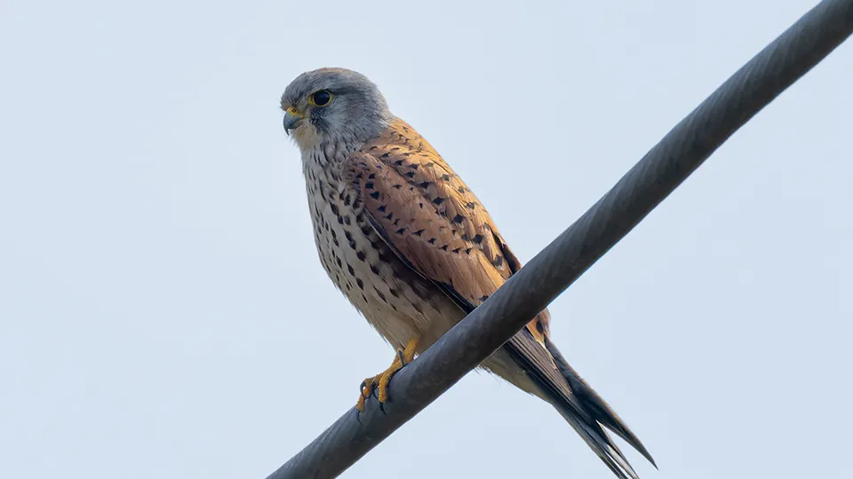 Фото: сommons.wikimedia/Tisha Mukherjee