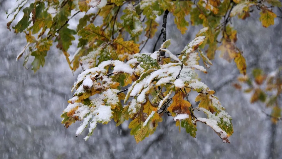 Фото: медиасток.рф