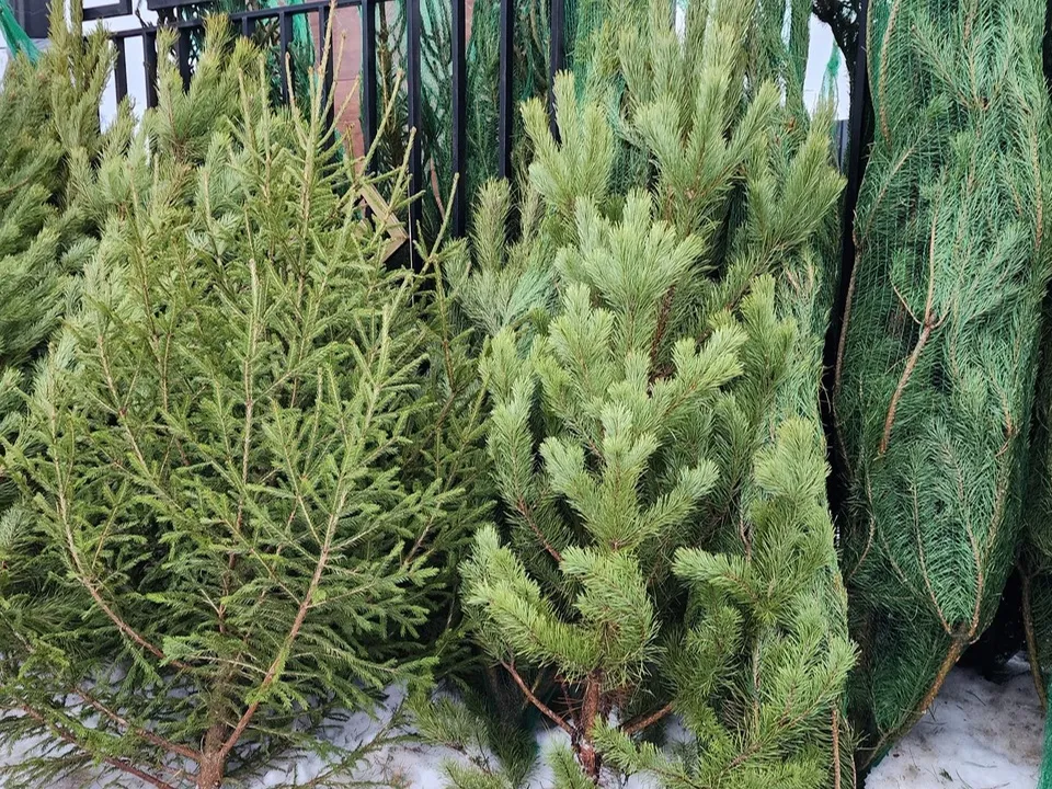 Фото: Ольга Антонова