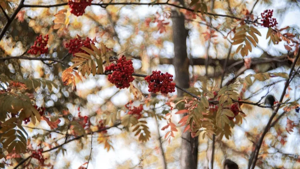 Фото: пресс-служба администрации городского округа Воскресенск