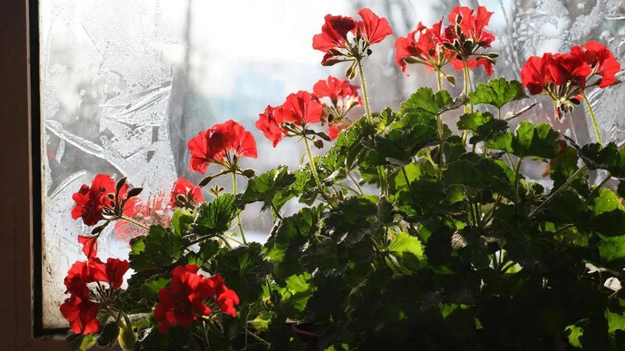 Герань зимой не погибнет: как сохранить растение и получить пышное цветение весной