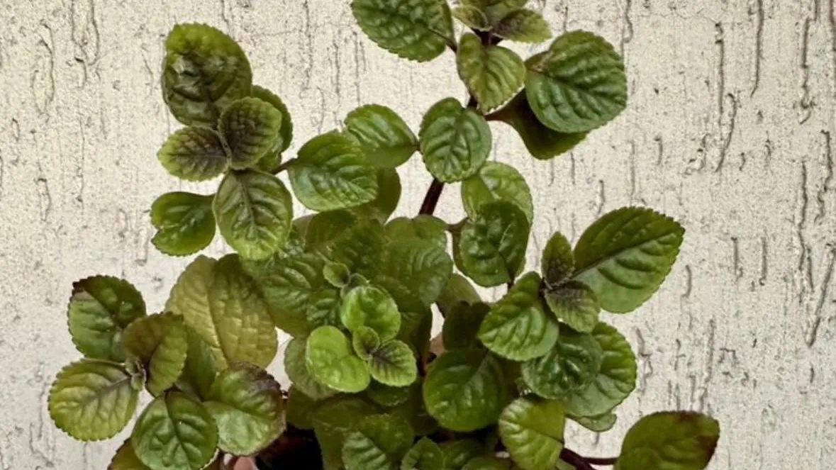 Фото: городская доска объявлений