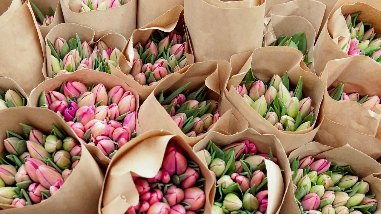 Эксперты рассказали, на что обращать внимание при выборе тюльпанов