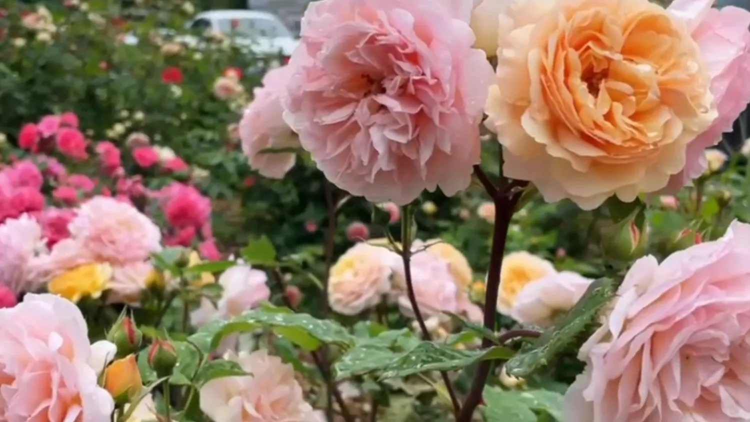 Фото: пресс-служба администрации м.о. Зарайск