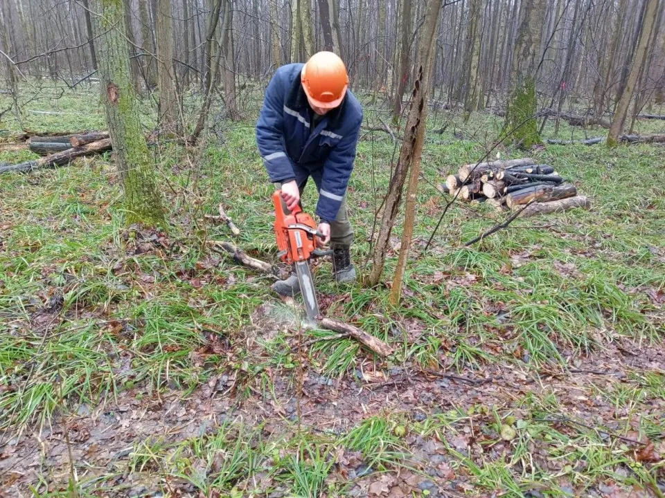 Фото: Комитет лесного хозяйства Московской области