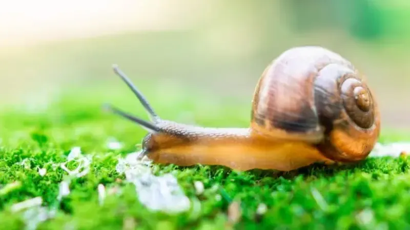 медиасток.рф