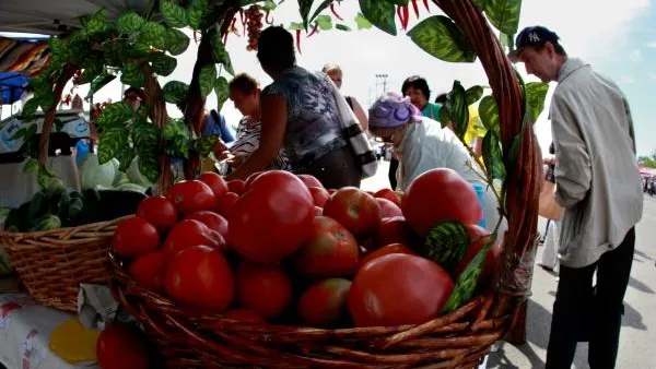 В МО вырастет на 20% больше овощей - губернатор