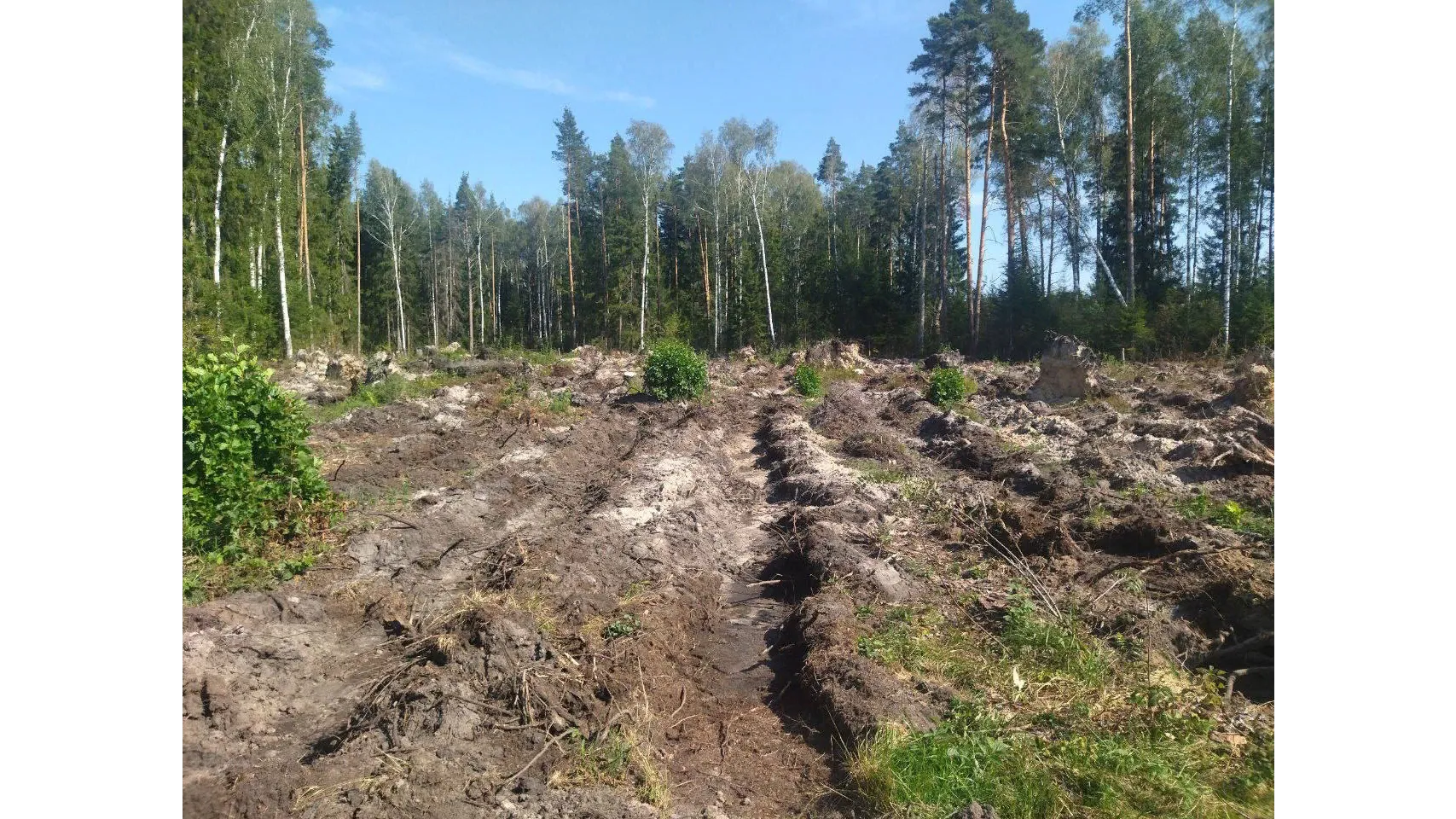 Фото: телевидение "Аист"