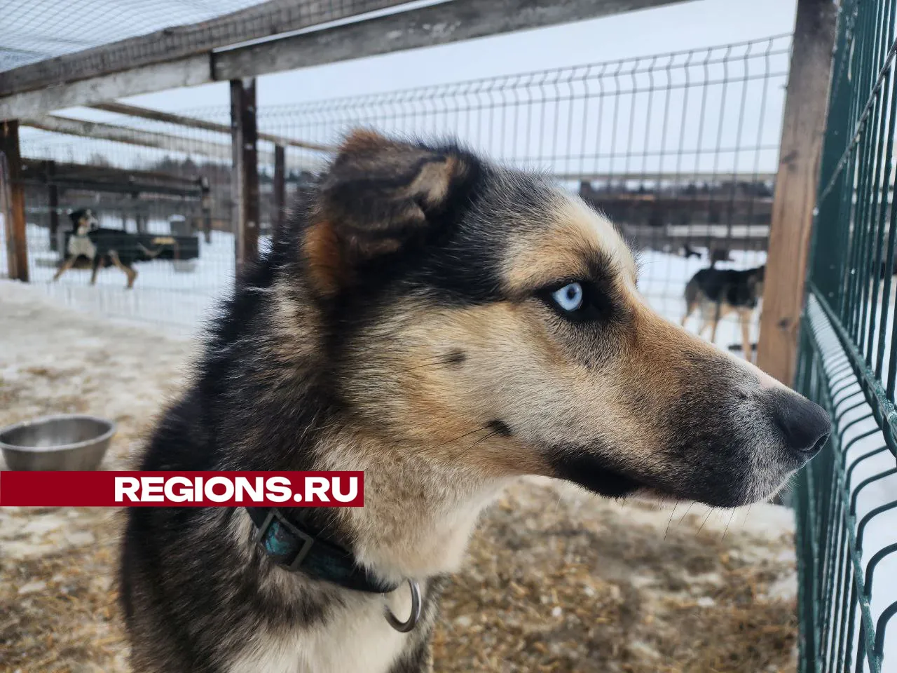 Собаки-победители из Можайска. Фото: Яна Шаливская