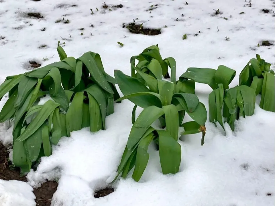 Фото: Елена Ларина