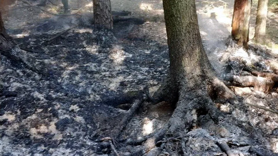 Фото: Комлесхоз МО