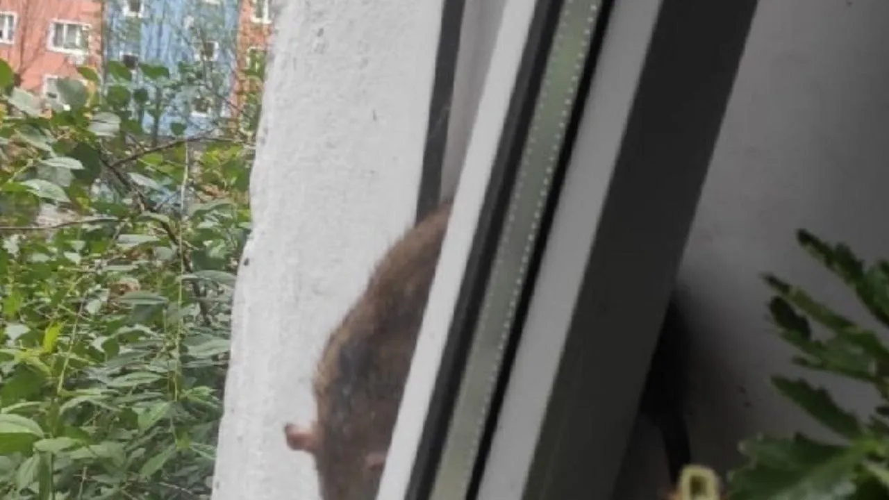 Фото: t.me/Gorod_Vidnoe