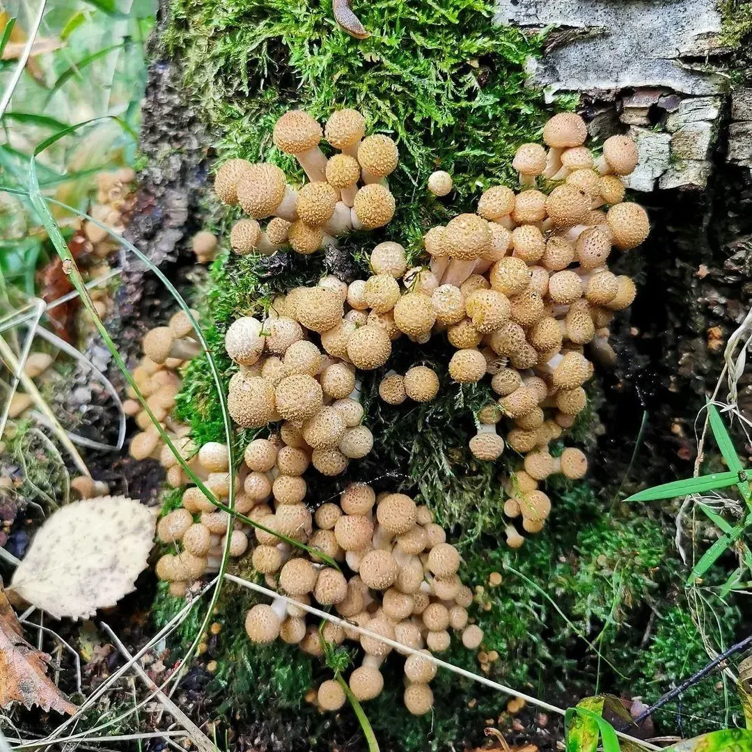 Талдом | Наш дом/ВКонтакте
