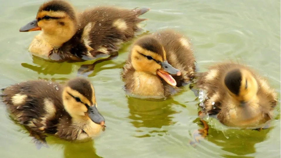 Фото: pxhere.com