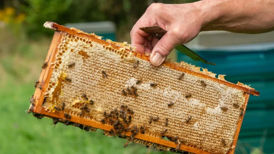 Фото: медиасток.рф