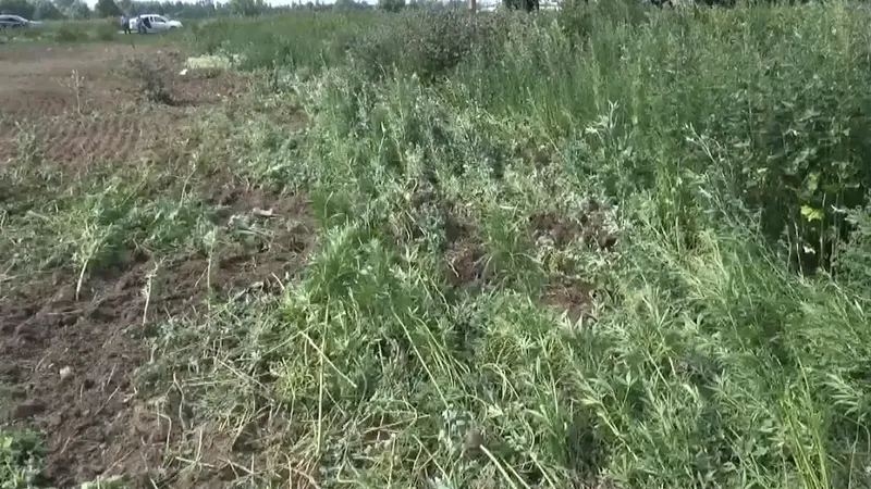 Шесть гектаров конопли скосили полицейские в Ступино