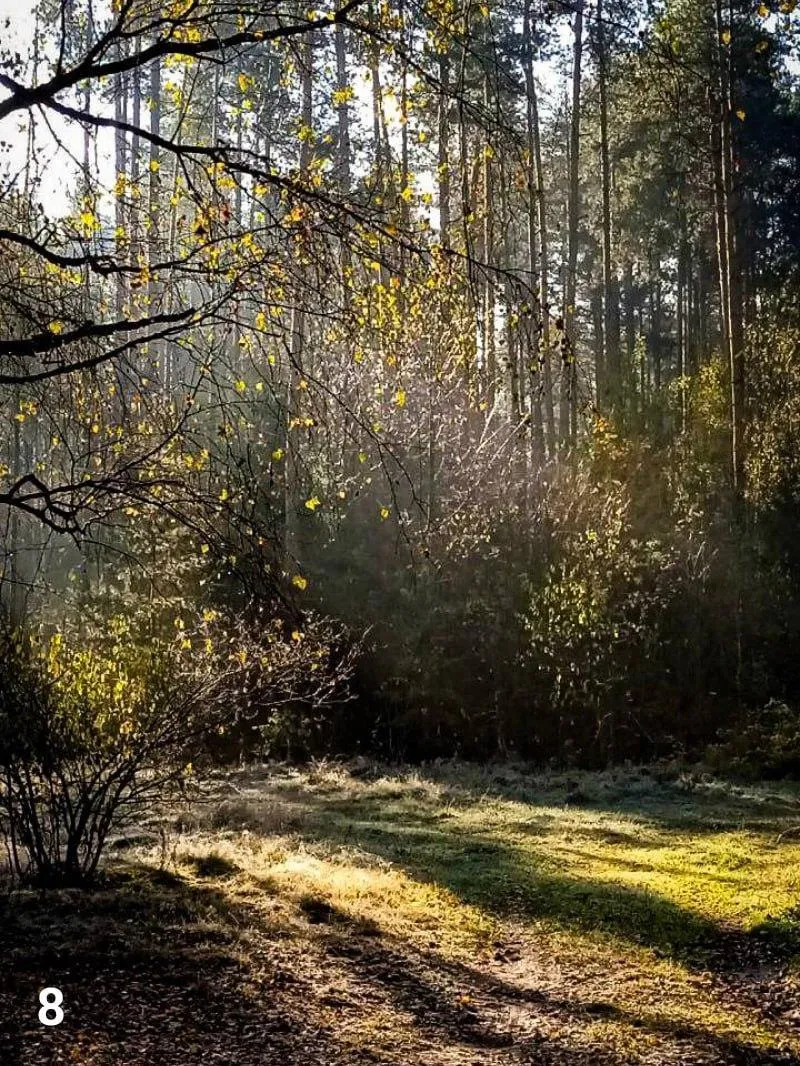 Фото: Комитет лесного хозяйства МО