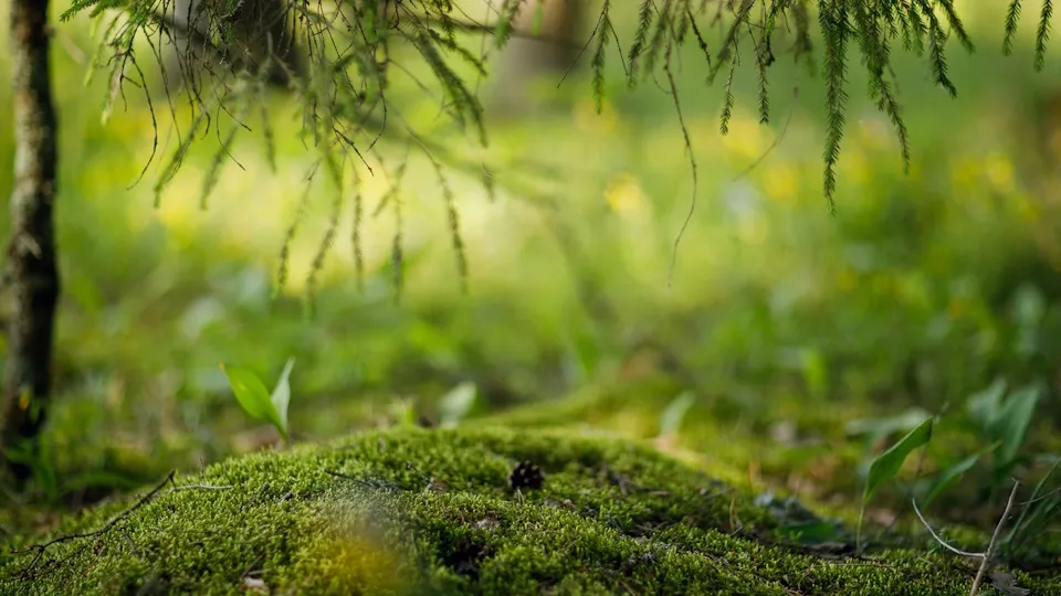 Фото: медиасток.рф/Медиасток Подмосковья