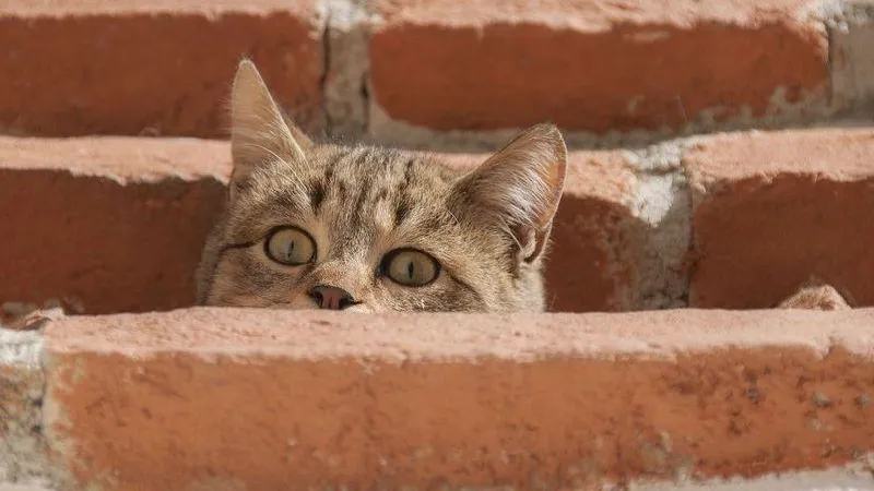 В России могут ввести штрафы за выбрасывание животных на улицу