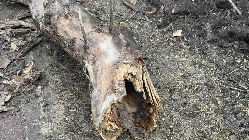 Фото: Виктория Фортуна