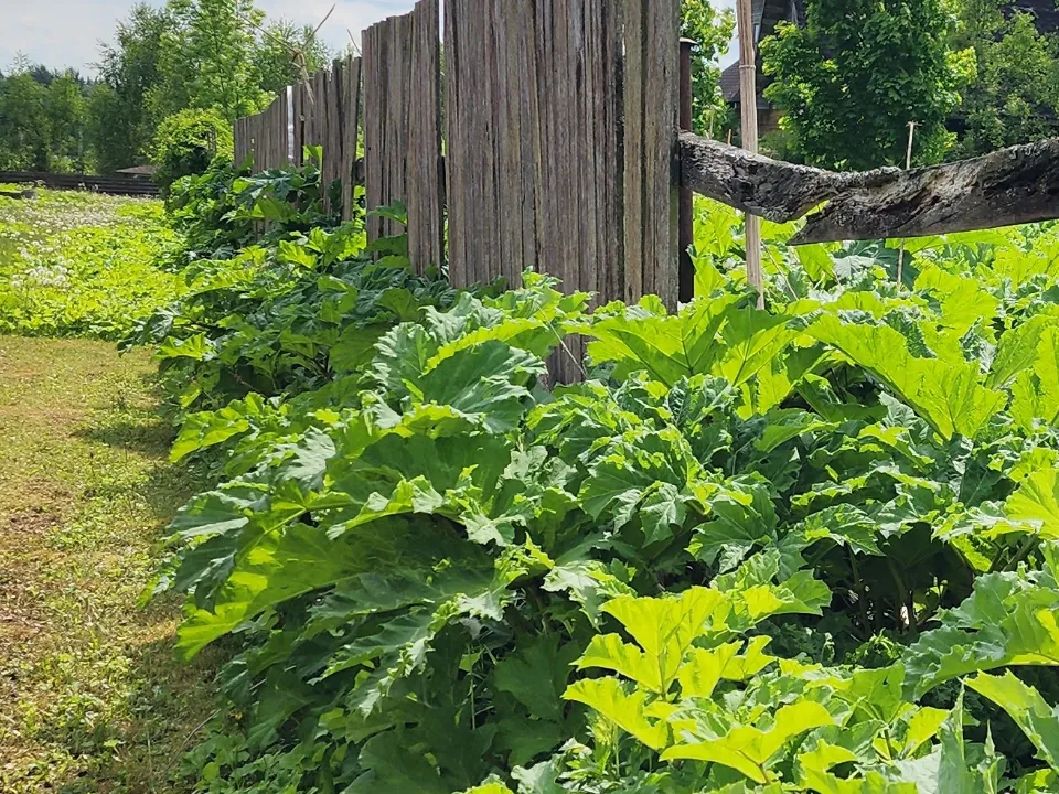 Фото: МедиаБанк Подмосковья/Андрей Алекин