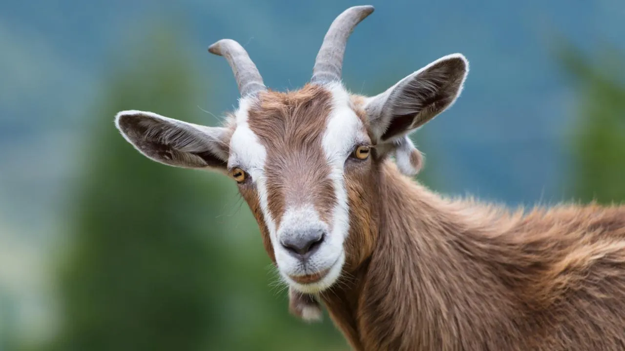 На лабутенах и в гипсе: в Ступине спасают карьеру негодующей «козиты»