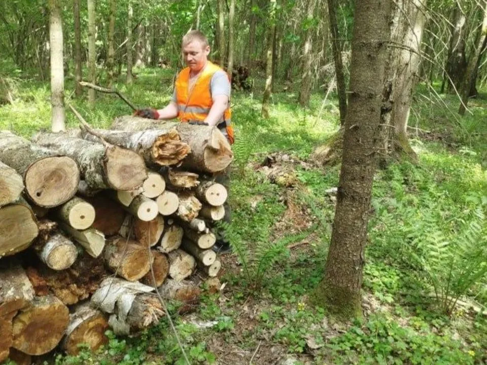 Фото: Комитет лесного хозяйства Московской области
