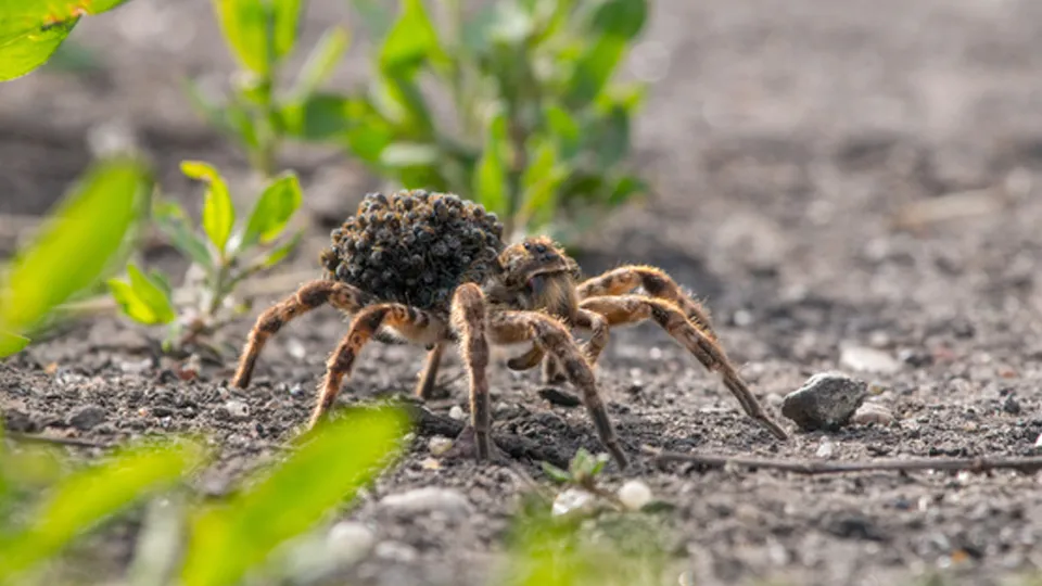 Фото: сommons.wikimedia/Евгений Попов