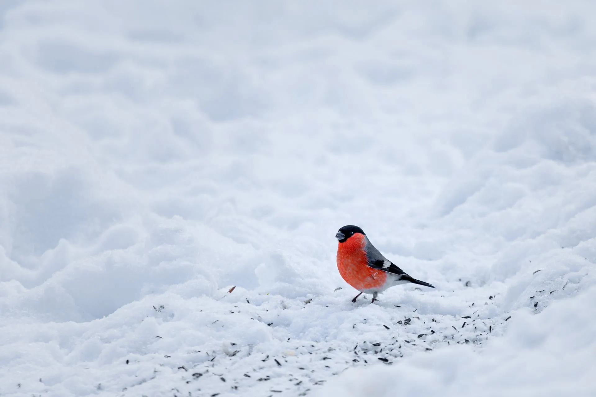 медиасток.рф