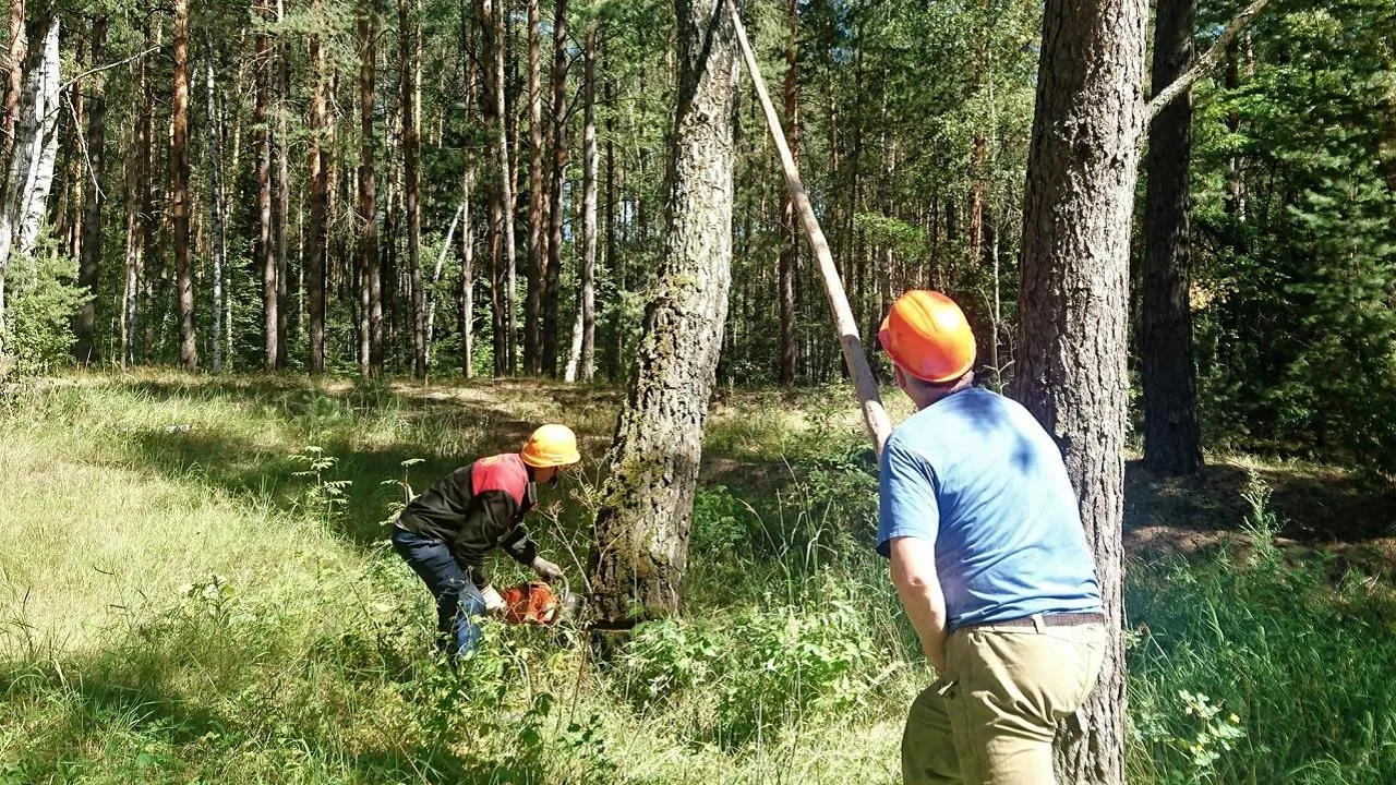 Пресс-служба Комитета лесного хозяйства МО