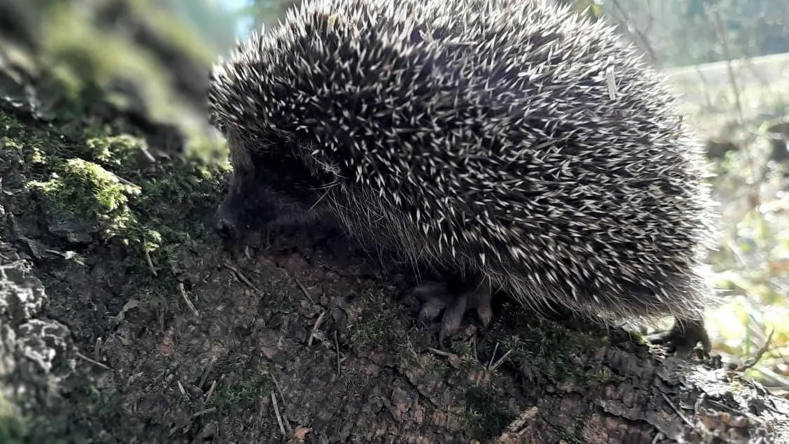 Комитет лесного хозяйства  Московской области