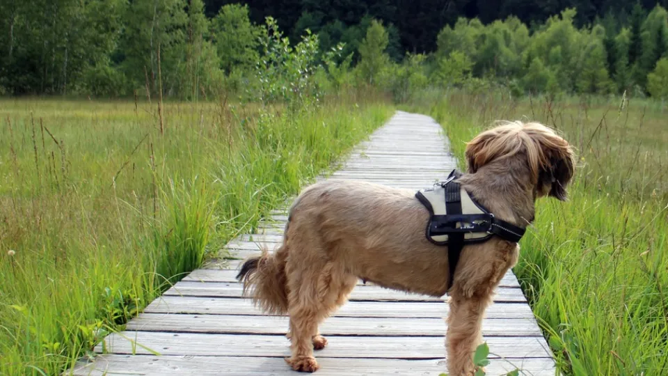 Фото: pxhere.com