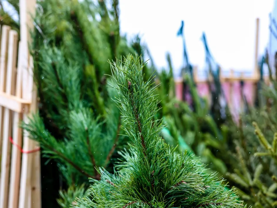 Фото: пресс-служба администрации г.о. Красногорск