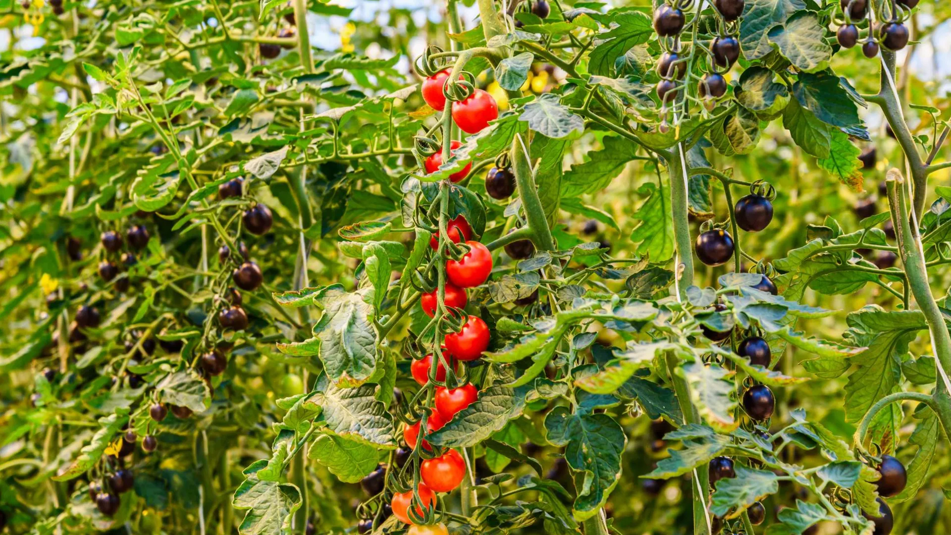 Фото: медиасток.рф