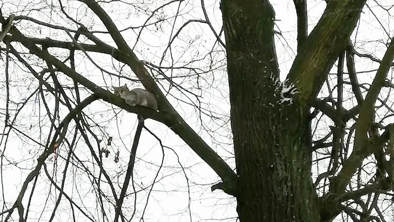 Спасатели в Павловском Посаде сняли кошку с дерева