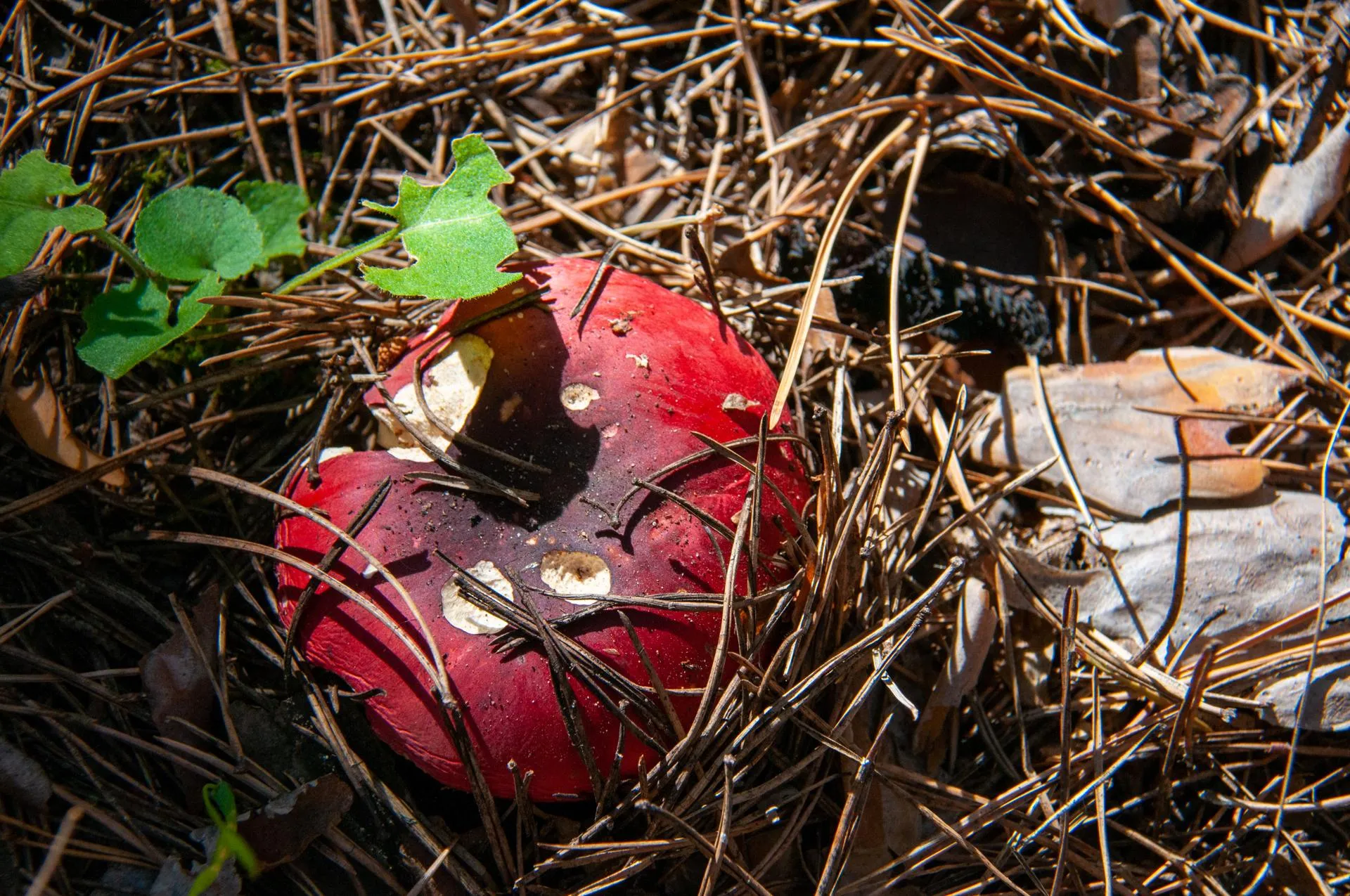 Svetlana Vozmilova/Global Look Press