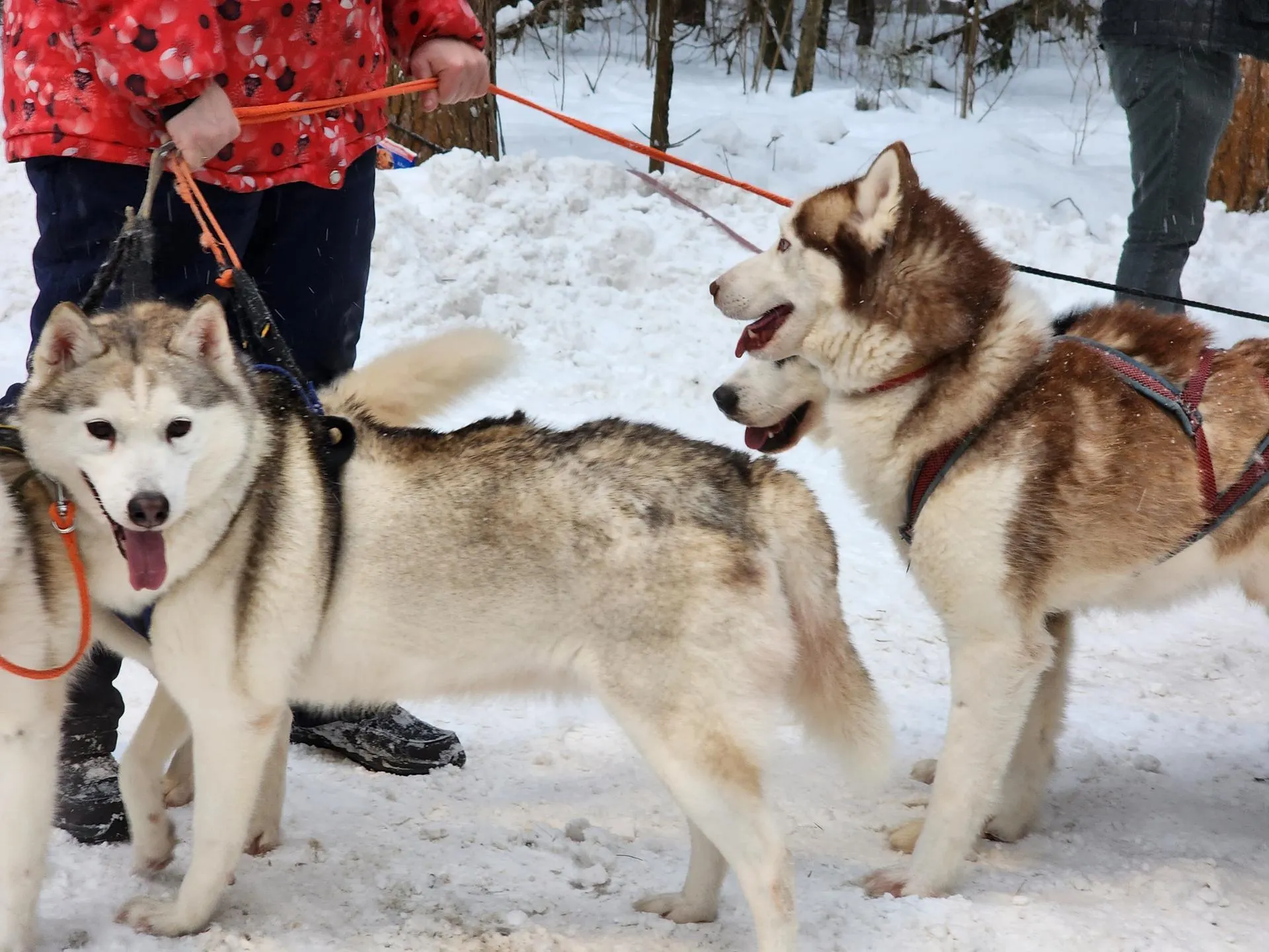 Фото: Владимир Киселев