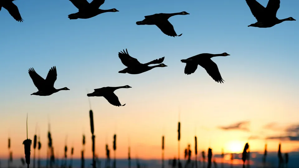 Фото: istockphoto.com/sharply_done