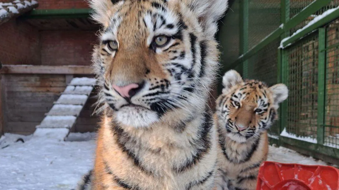 Центр воспроизводства редких видов животных