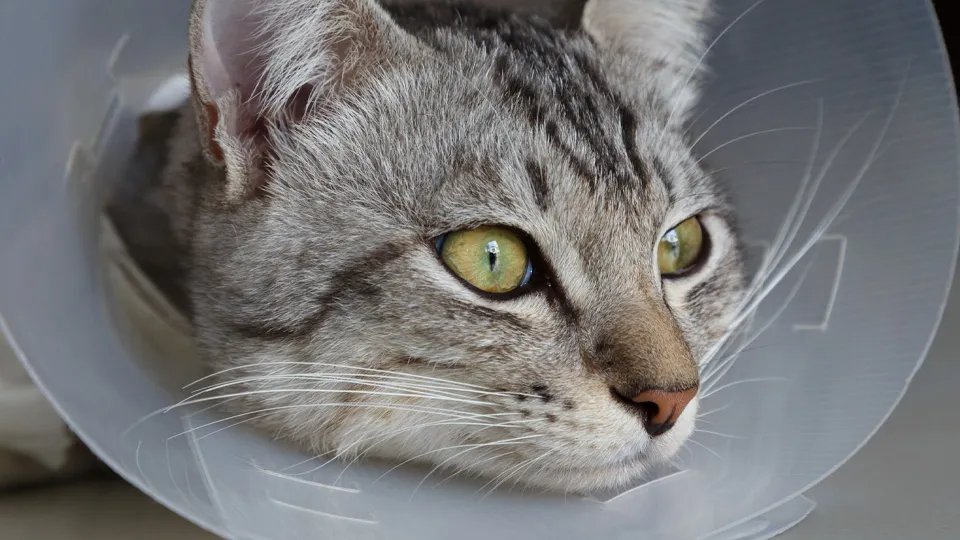 Фото: istockphoto.com/Gumpanat