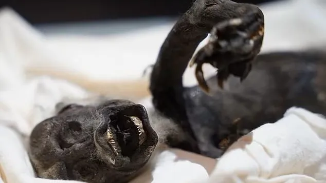 Скриншот видео из соцсетей