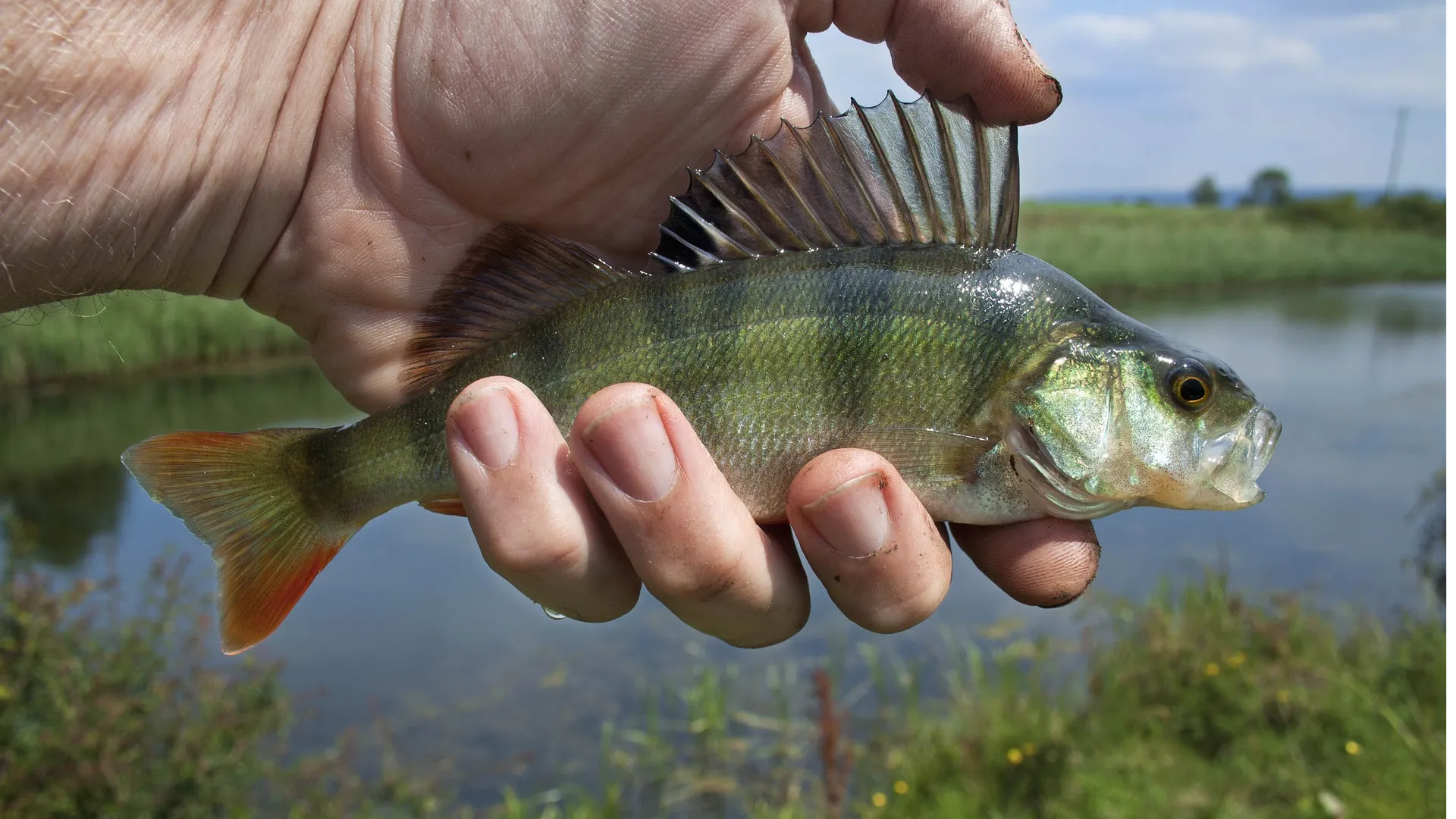 Фото: pxhere.com