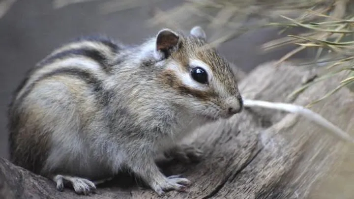 В Московском зоопарке бурундуки впали в зимнюю спячку
