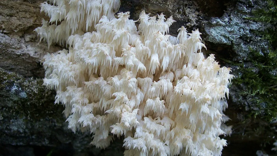 Фото: сommons.wikimedia/EmillimeS