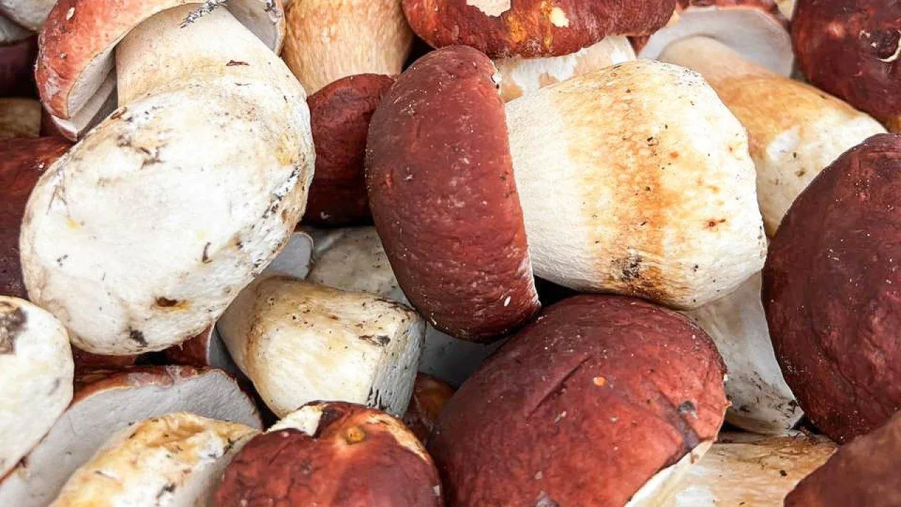 REGIONS/Максим Цыбуляк