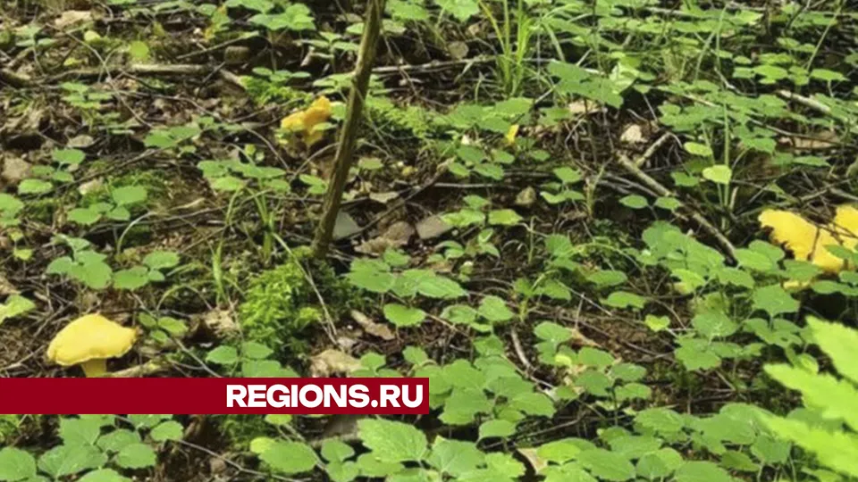 Фото: REGIONS/Наталия Надточая