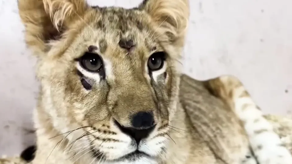 Фото: МедиаБанк Подмосковья/Александр Зель
