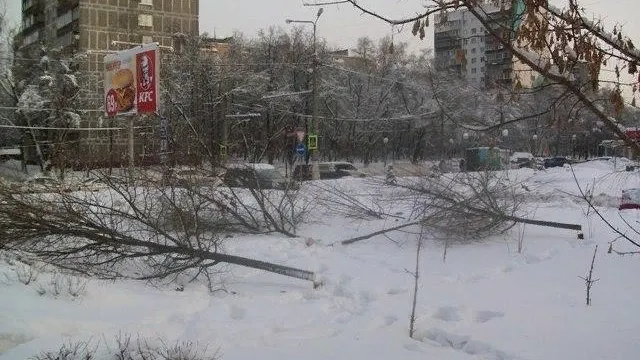 Неизвестные спилили деревья в Химках 