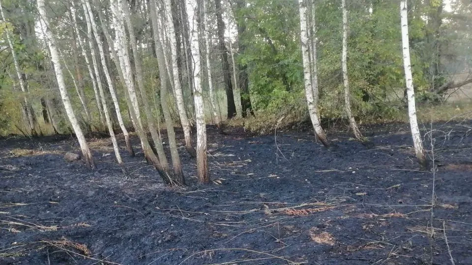 Фото: комитет лесного хозяйства Московской области